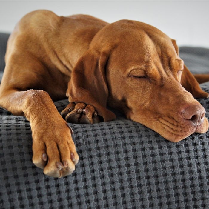 Dog Medications