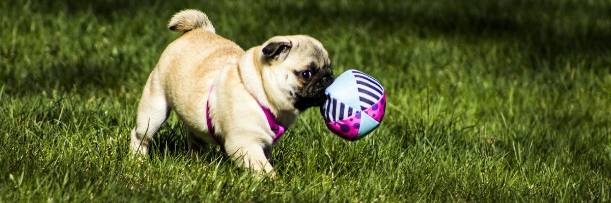 Dog with ball
