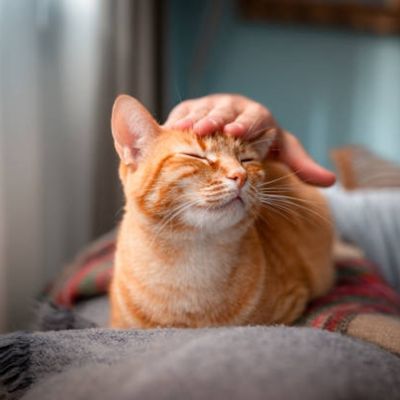 Grooming banner