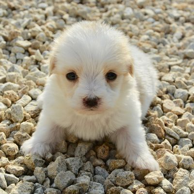 Hazards to Your Pet Banner