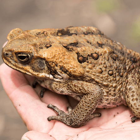 cane toad<br />
