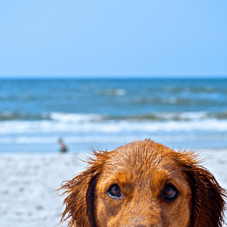 dog at beach<br />
