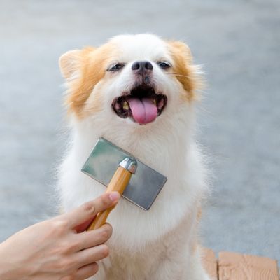 grooming 1