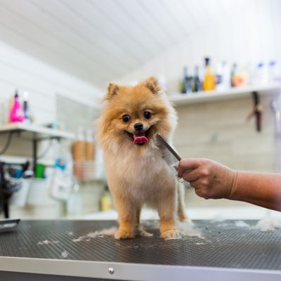 grooming 2