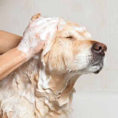 Grooming